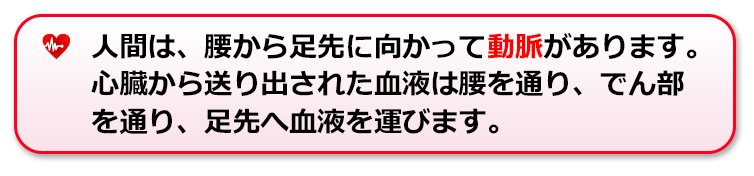 人間は、腰から足先に向かって動脈があります。心臓から送り出された血液は腰を通り、でん部を通り、足先へ血液を運びます。