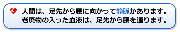 人間は、足先から腰に向かって静脈があります。老廃物の入った血液は、足先から腰を通ります。