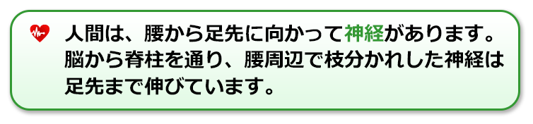 人間は、腰から足先に向かって神経があります。脳から脊柱を通り、腰周辺で枝分かれした神経は足先まで伸びています。