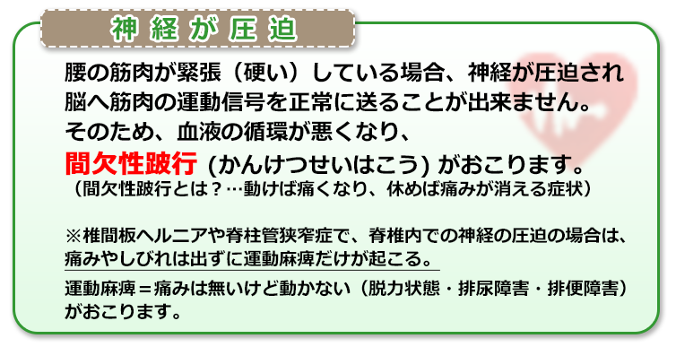 腰の筋肉が緊張（硬い）している場合、神経が圧迫され脳へ筋肉の運動信号を正常に送ることが出来ません。そのため、血液の循環が悪くなり間欠性跛行(かんけつせいはこう)がおこります。（間欠性跛行とは？動けば痛くなり、休めば痛みが消える症状）※椎間板ヘルニアや脊柱管狭窄症で、脊椎内での神経の圧迫の場合は、痛みやしびれは出ずに運動麻痺だけが起こる。運動麻痺＝痛みは無いけど動かない　（脱力状態・排尿障害・排便障害）