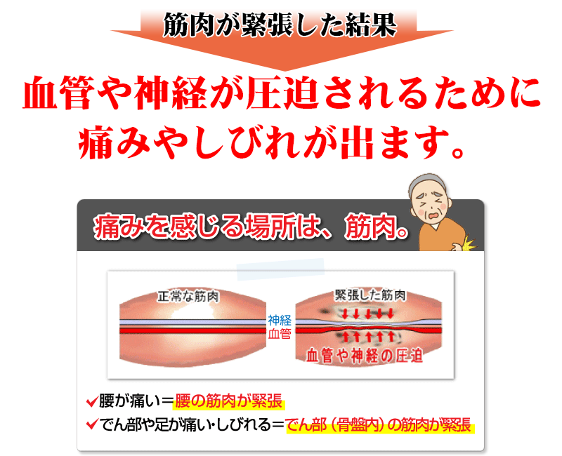 筋肉が緊張した場合、
血管や神経が圧迫されるために、痛みやしびれが出ます。　痛みを感じる場所は、筋肉。　腰が痛い＝腰の筋肉が緊張　でん部や足が痛い・しびれる